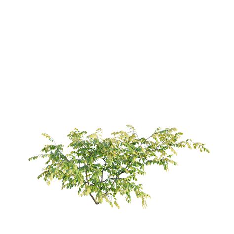 Image result for Blender 4 3 Bush Asset