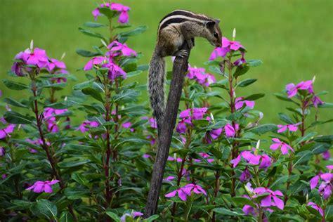 Afbeeldingsresultaten voor How to Keep Chipmunks From Garden