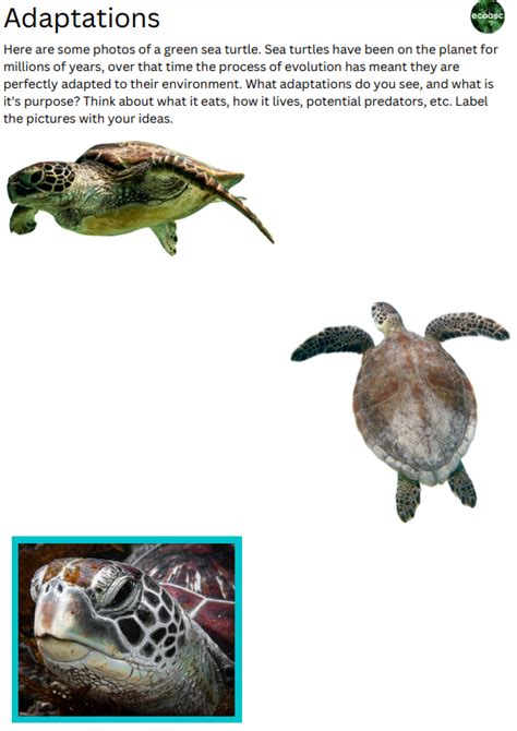 Image result for Python Turtle Worksheet