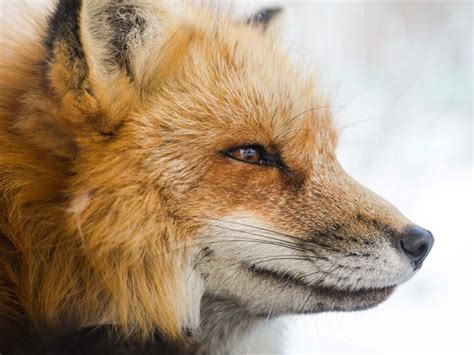 What Is a Zoologist for Kids に対する画像結果