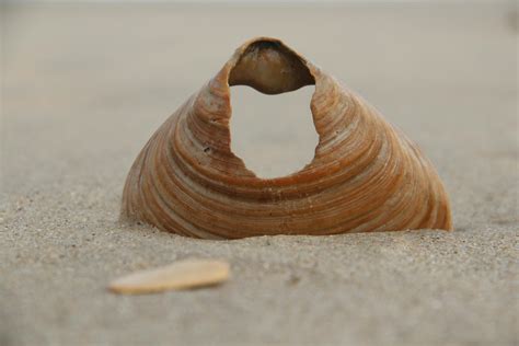 نتيجة الصورة لـ Shell Crazy Shape