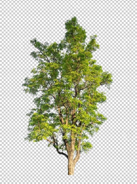Image result for Tree Plan View Design