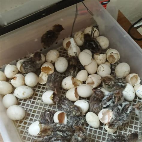 Afbeeldingsresultaten voor Multilanguage Option Icon