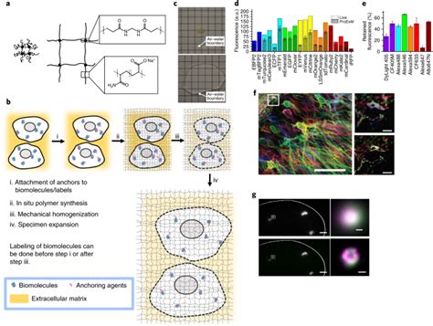 Image result for Expansion Microscopy Workflow