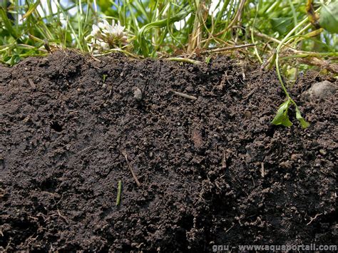 Image result for Humus in Soil Humification