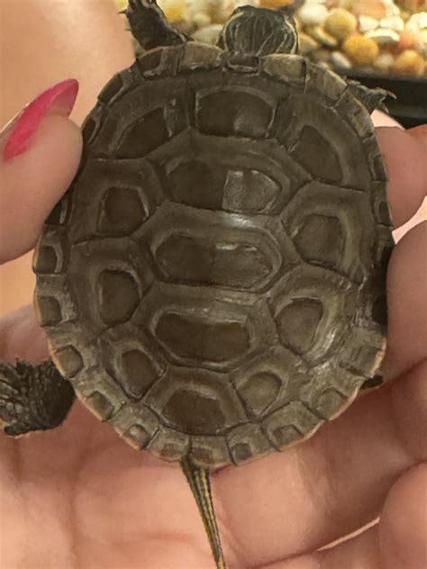 Image result for Turtle Shell Problems Pictures