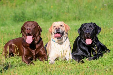 Labrador Mixed with Golden Retriever માટે ઇમેજ પરિણામ