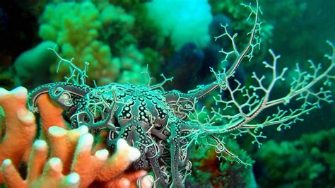 Image result for Coral Reef HD