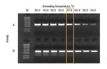 Image result for Gradient PCR Bio-Rad