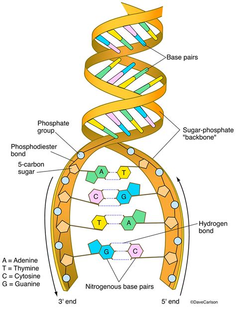 Image result for DNA Structure Formula
