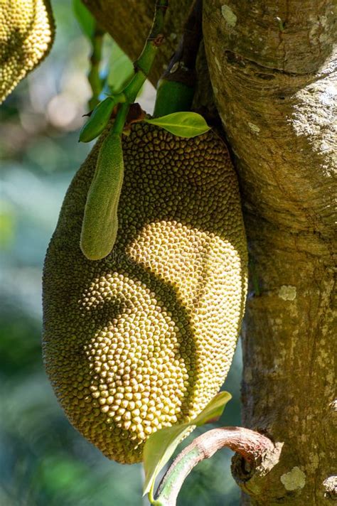 Image result for Jaca Tree