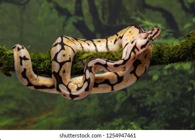 Bumblebee Python Eggs に対する画像結果