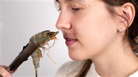 How to Clean Raw Prawns に対する画像結果