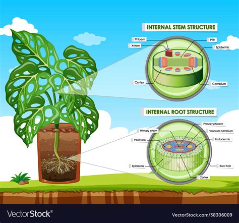 Image result for Internal Structure of Monocot Root