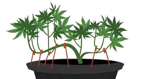 Bildergebnis für LST Training Films