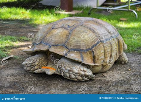 Image result for Turtle Shell Hiding