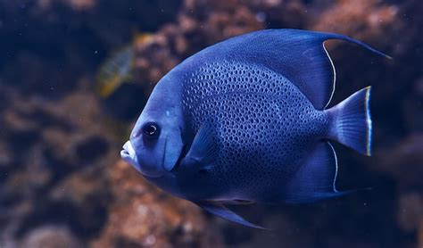 Image result for Fish Oocyte