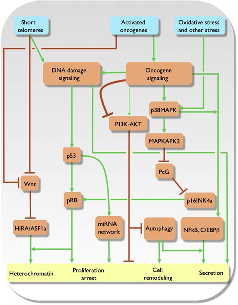Image result for Senescence Pathways
