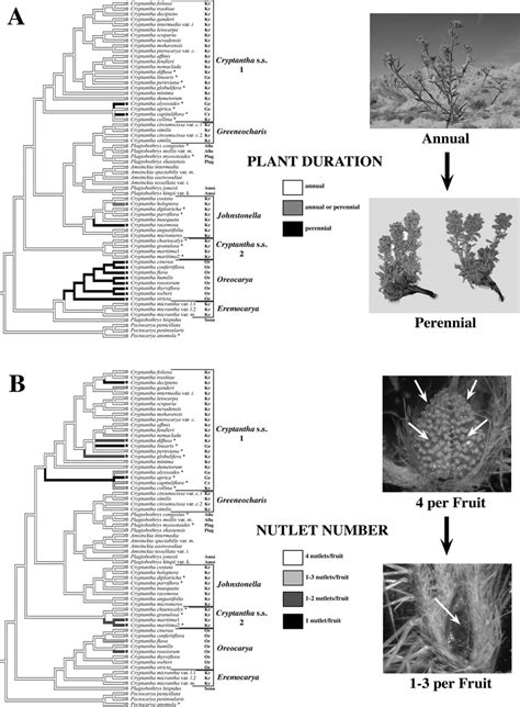 Image result for Maximum Likelihood Evolution