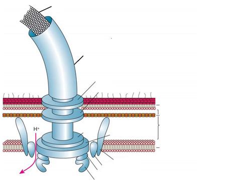 Image result for Flagella Formation