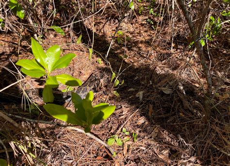 Toradh íomhá ar Dead Python Head