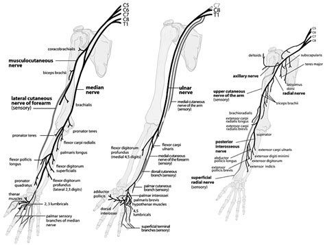 Image result for Peripheral Nerves of the Upper Leg