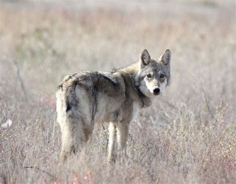 Image result for Steppe Wolves