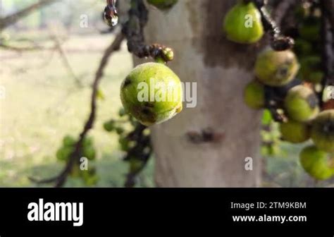 Toradh íomhá ar Torque Andgular Velocity