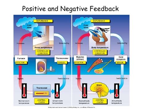 Image result for Positive vs Negative Feedback Loop