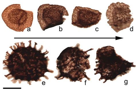 Toradh íomhá ar Morphological Variation Examples
