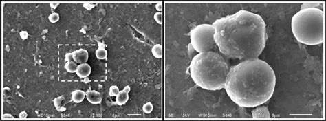 Image result for Lab Mouse Chow