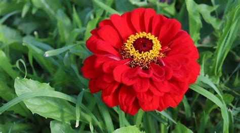 59 Types of Red Flowers With Names and Pictures