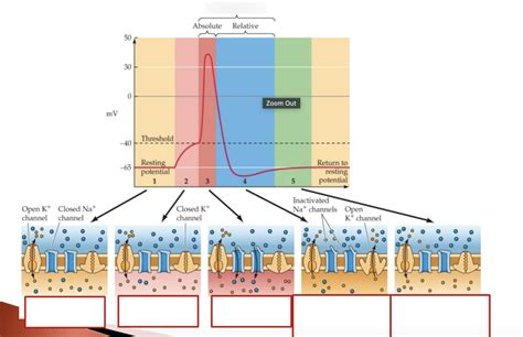 Neuron Action Potential Model に対する画像結果