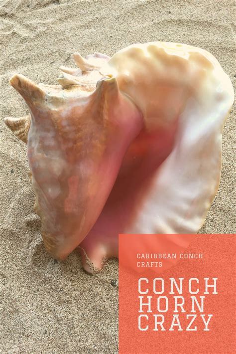 Conch Horn Logo に対する画像結果