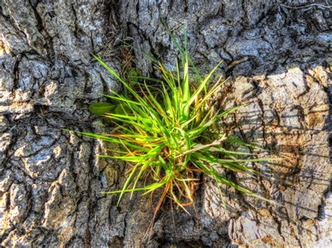 Image result for Pine Tree Sprout