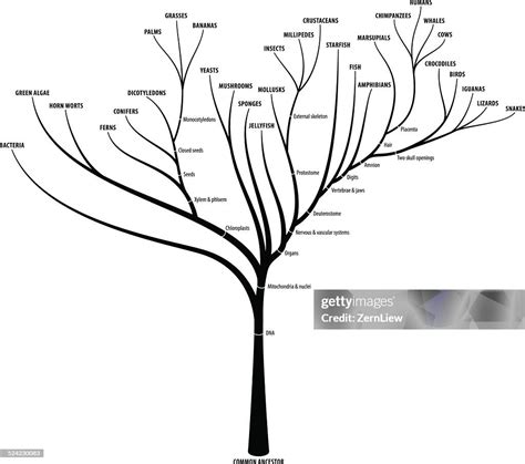 Image result for Alternative Evolution Tree