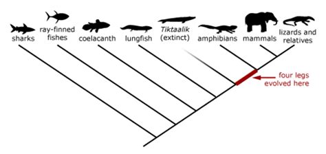 Image result for Biological Evolution Tree
