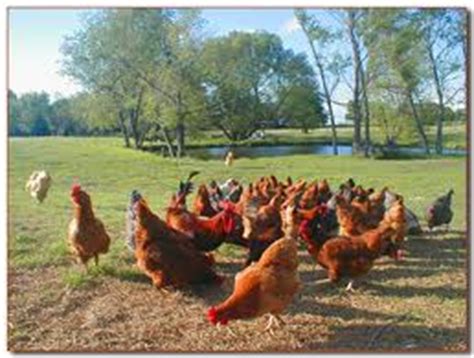 Organic Poultry に対する画像結果