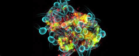 Afbeeldingsresultaten voor Crawl Past Form