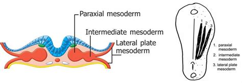 Image result for Mesoderm Diagram