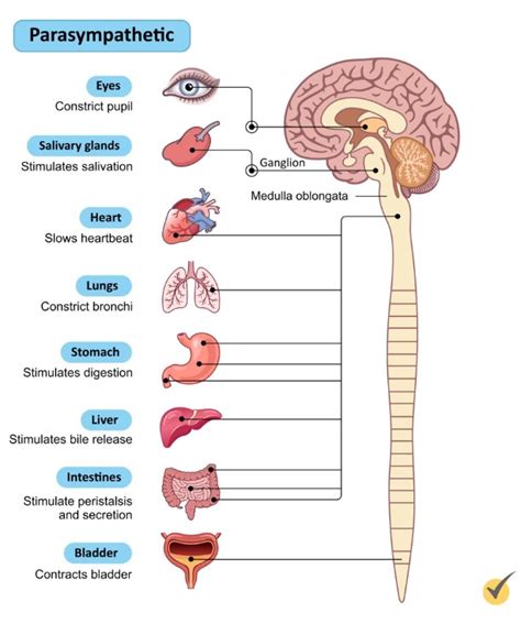 Image result for Autonomic Nervous System Examples