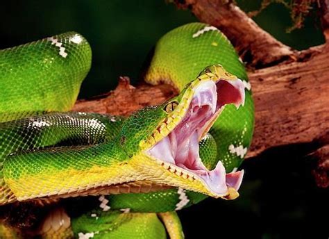 Image result for Emerald Tree Boa Habitat