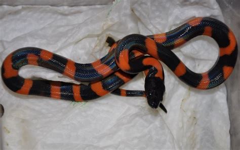 Image result for Ringed Python Adult