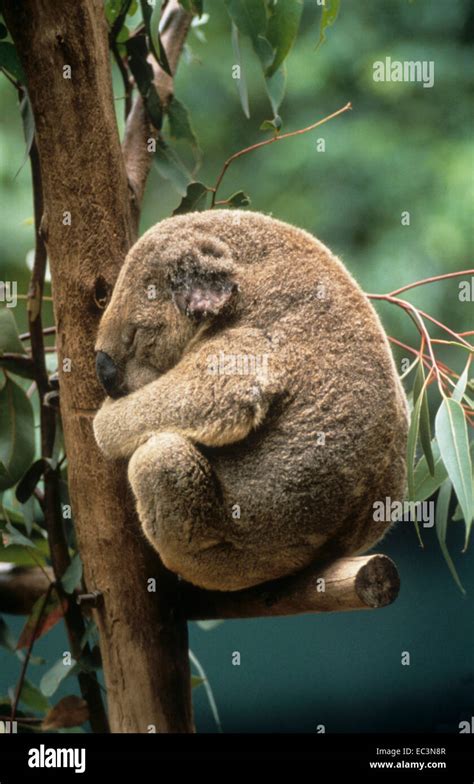 Koala Sitting in Tree No Background に対する画像結果