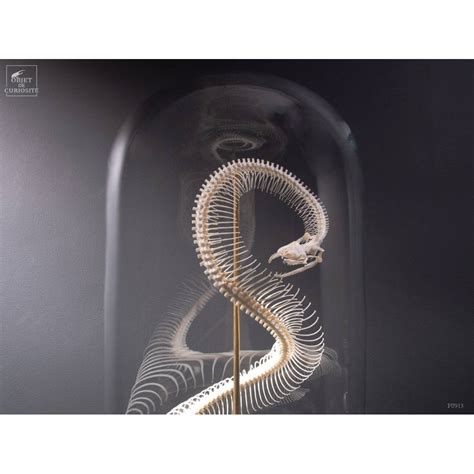 Image result for Squellette Python