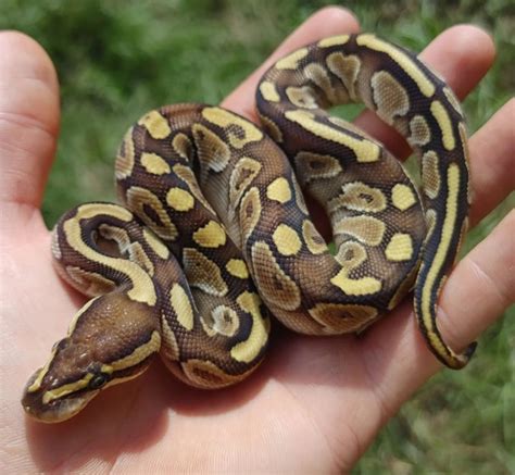 Image result for Lesser Onyx Ball Python