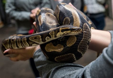 Image result for Ball Python Being Hunted