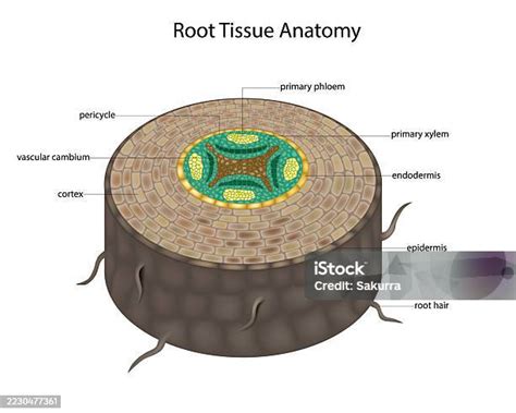 Toradh íomhá ar Labeled Root Tissue