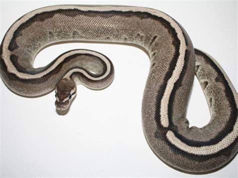Image result for Double Recessive Ball Python