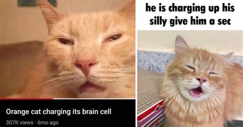 Image result for Cat Brain Processing Meme